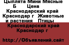 Цыплята Мини Мясные Б77  › Цена ­ 100 - Краснодарский край, Краснодар г. Животные и растения » Птицы   . Краснодарский край,Краснодар г.
